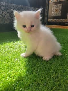Persian