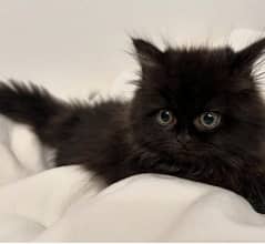 Black beauty Persian kittens