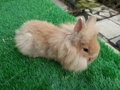 Rabbits Dawrf Bunnies (One Male & Two Females) - Whatsapp 03235228350