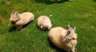 Rabbits