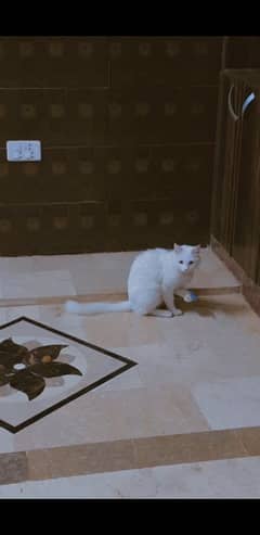 persian cat