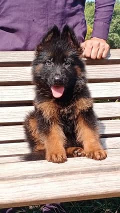 Garman shepherd puppies for sale 03477484596 call wahtasp