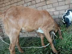 Qurbani