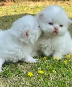 Persian kittens Available only WhatsApp number03286487884