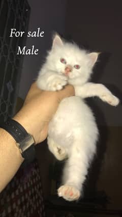 Cat bany for sale 1 month baby