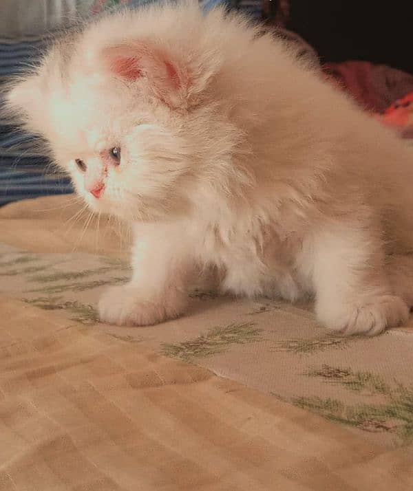 Piki face kittens 7