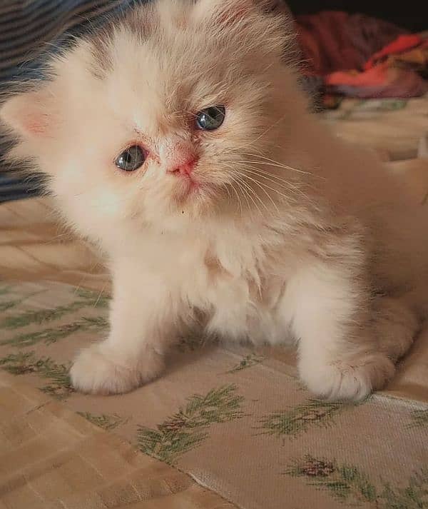 Piki face kittens 5