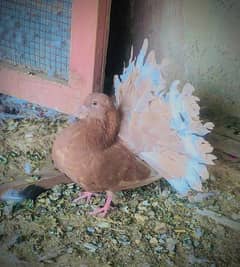 2 female forsale Contct Serious persons.  one red  tail one brow