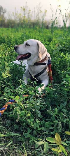 Labrador for sale
