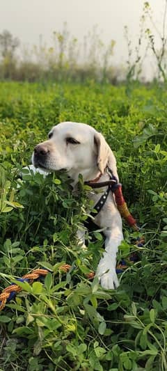 Labrador