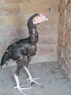 COCO