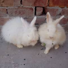 English angora rabbit with color full bridar