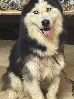 Siberain