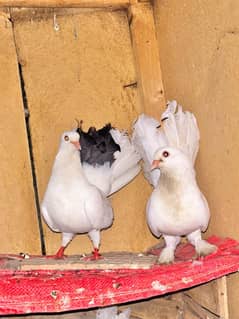 laka kabotar fantail pigeon fancy kabotar