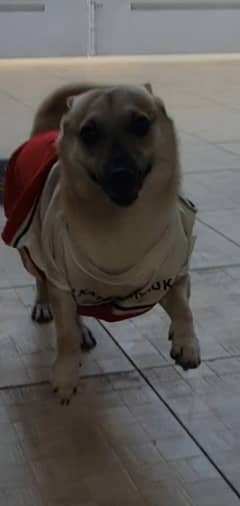 Dog