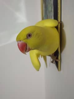 female