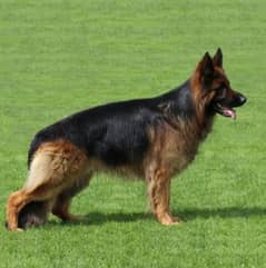 Breeder female for sale