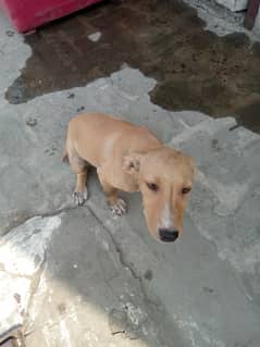Labrador,Age