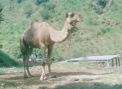 camel for sale 6 years age