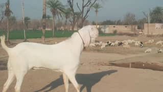 gulabi