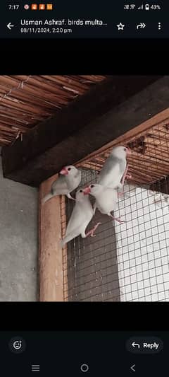 White java pair and pathy available for sale