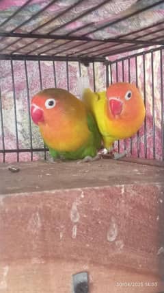 lovebirds breeder pair for sale