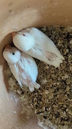 ALBINO