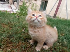 1 Persian female kitten for sale