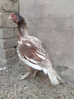 aseel Madi for sale