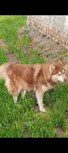 blue eyes Husky female