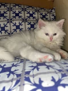 Persian cat for sale male female vaccine career 0329/4868/556/