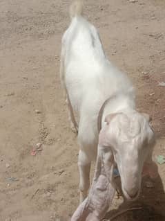 Bakra