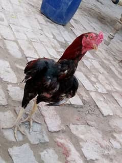 aseel
