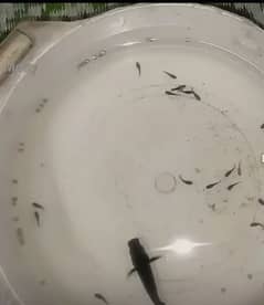 3 month male female breeder pair