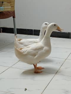 Pair