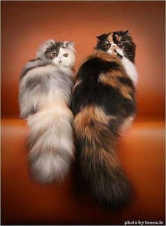 persian cat for sale male or female my WhatsApp 0329=26=63=231