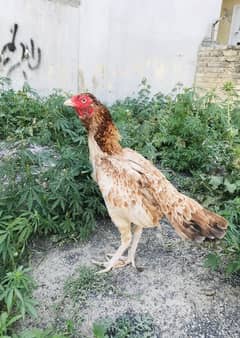 Aseel Peeli old bloodline Gurranted Madi Available For Sale
