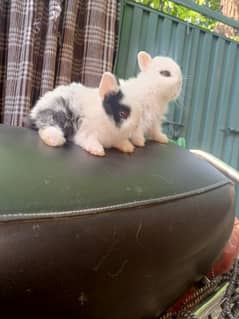 Hotot  dutch pair bunny. top quality available location islamabad