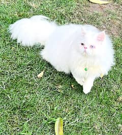 persian