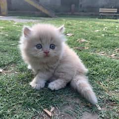 Persian female kitten