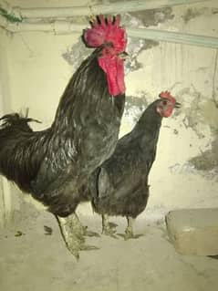 Australorp