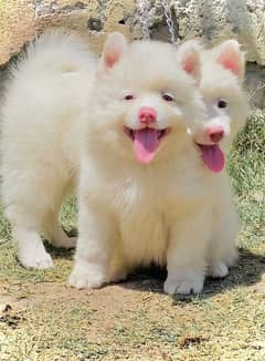 Russian pink nose zero saiz pair important blood line longcoat for sal