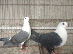 Karbalai/Karbalay/Pigeon/