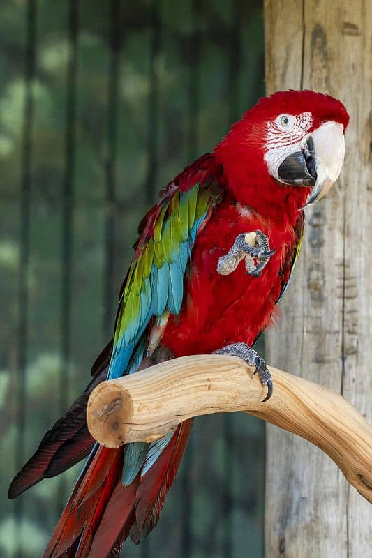 Green wing Macaw 0
