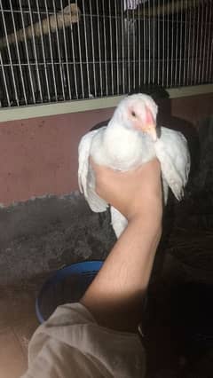 Hera