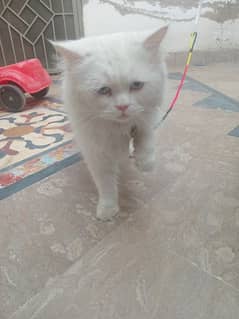 Persian