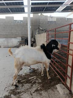 فل بریڈر بکرا ابلک  گلابی