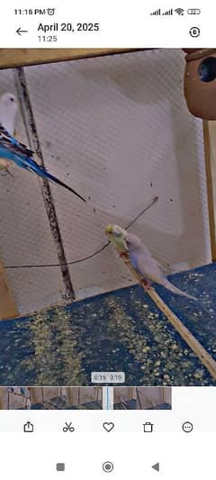 Birds exchange with mobile