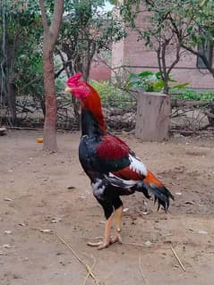 Pakistani aseel chicken high qwality