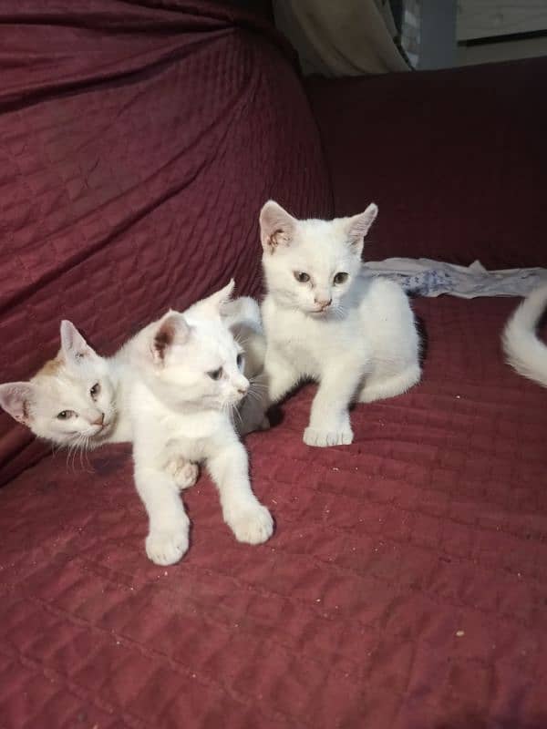 Persian kittens each for 3500 male and female , 0